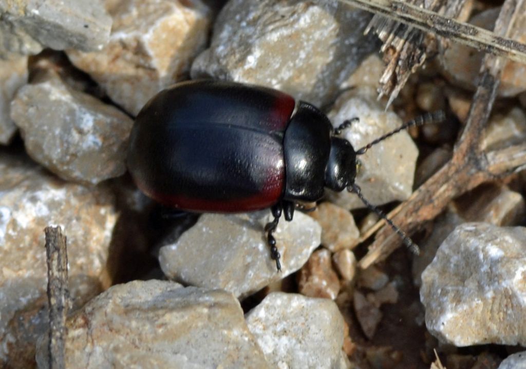 Chrysolina limbata